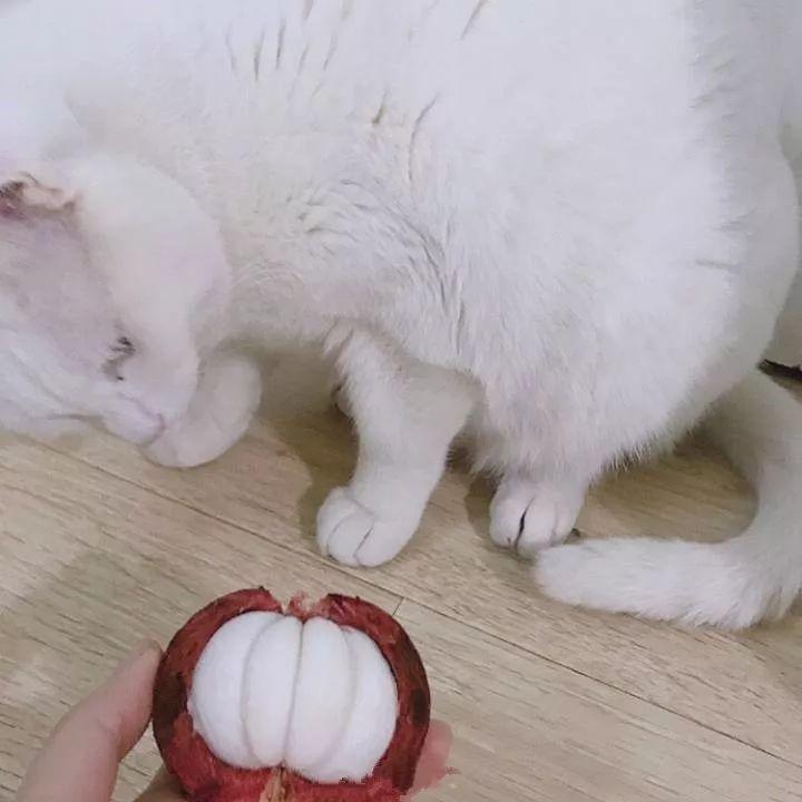 每吃一个鸡腿,就有一只橘猫失去生命,没有买卖