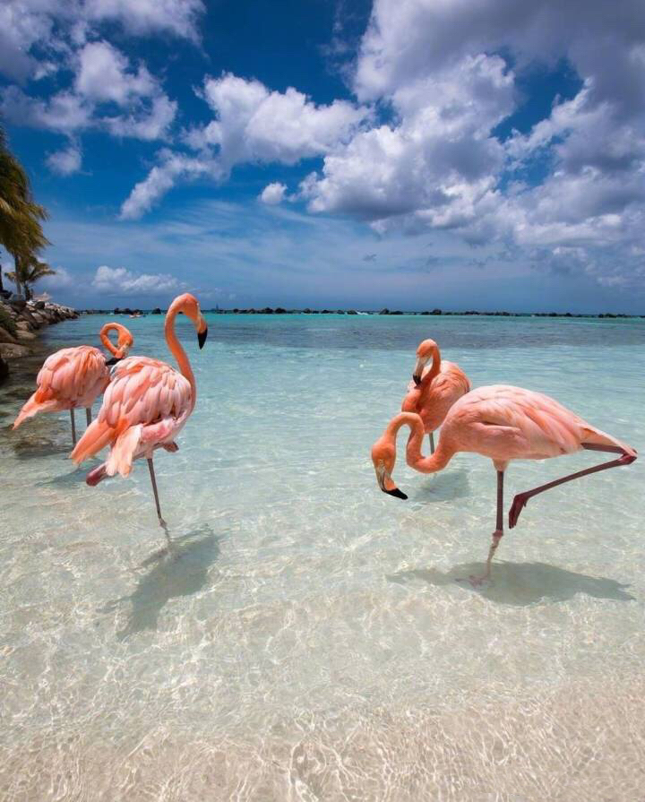 阿鲁巴的火烈鸟岛,记录一次和火烈鸟的亲密接触