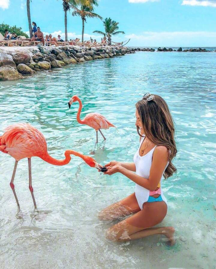 阿鲁巴的火烈鸟岛,记录一次和火烈鸟的亲密接触