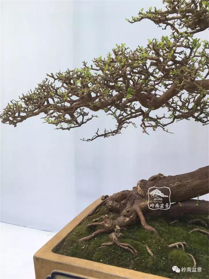 盆景造型基础知识: 我们怎样才能确定卧(斜)干式盆景黄金分割点
