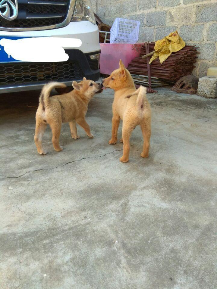 中华田园犬怎么养