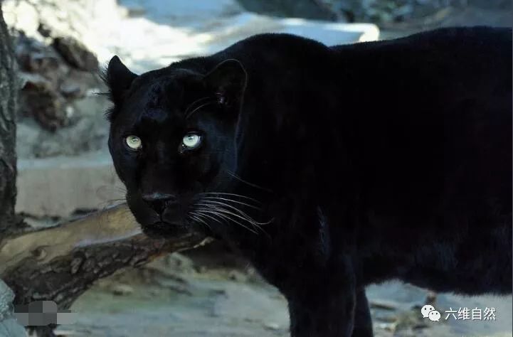 黑豹不仅仅指的是黑美洲豹,亚洲也有黑豹的存在