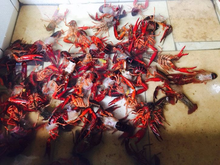 小龙虾有多脏?你认真清洗一次,可能再也不敢吃