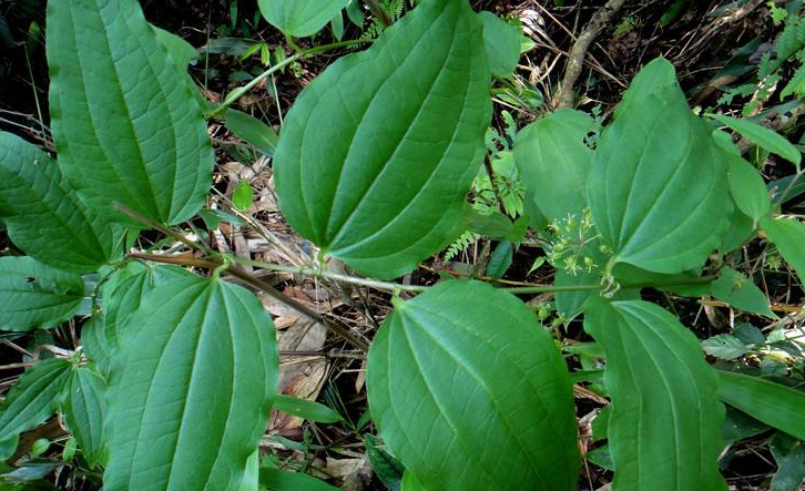 牛尾菜——农村随处可见的一种野草，治疗肺结核有奇效，还大补