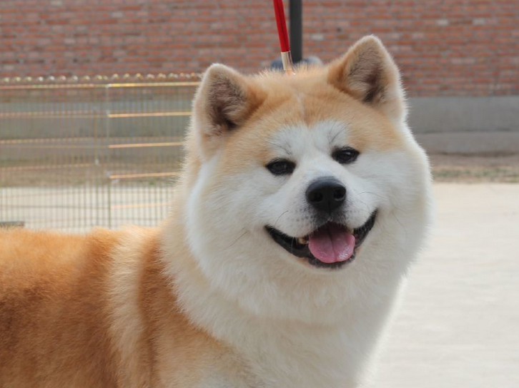 日本秋田犬的祖先真的是中华田园犬吗?