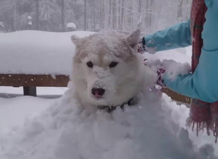 哈士奇跟主人去玩雪,二哈智商解锁,乖得简直不