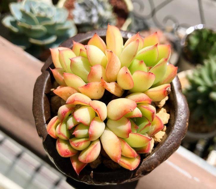 十大最丑多肉图片