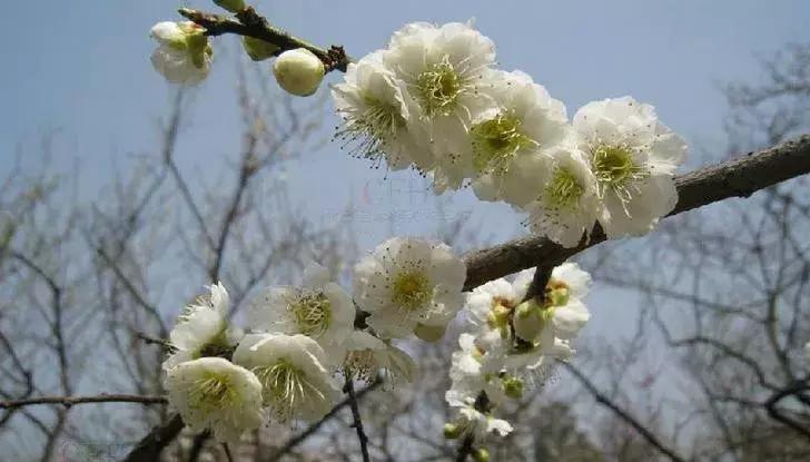 梅花种类大赏析——你不知道的梅花