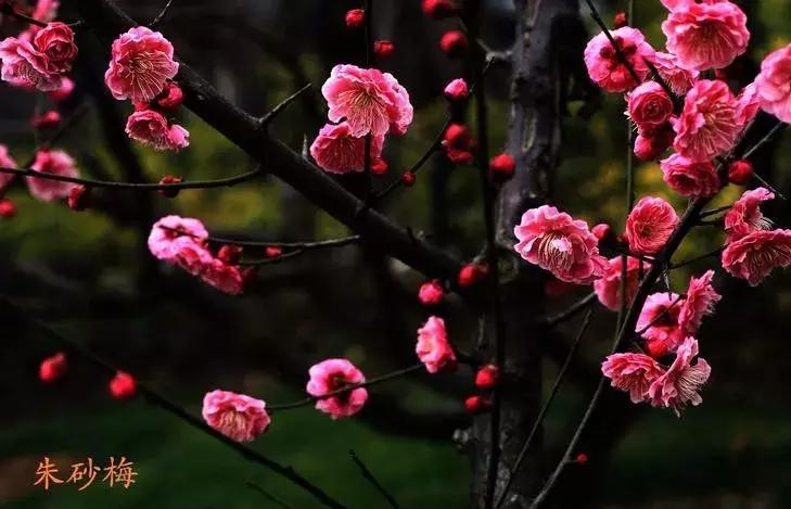 梅花种类大赏析——你不知道的梅花