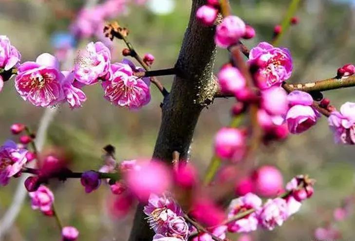 梅花种类大赏析——你不知道的梅花