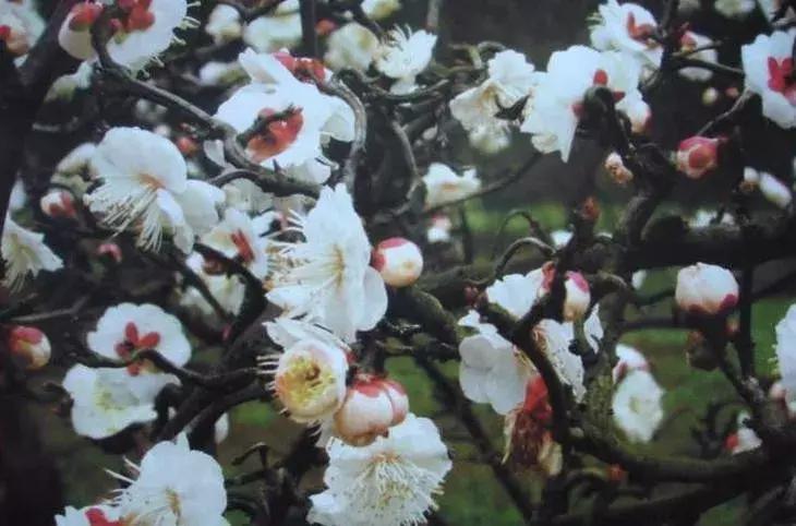 梅花种类大赏析——你不知道的梅花