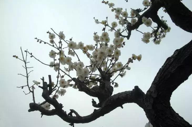 梅花种类大赏析——你不知道的梅花
