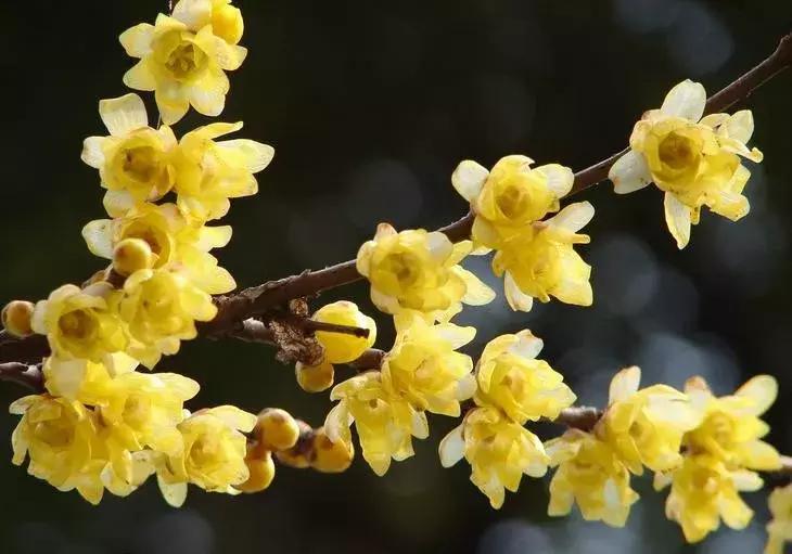 梅花种类大赏析——你不知道的梅花