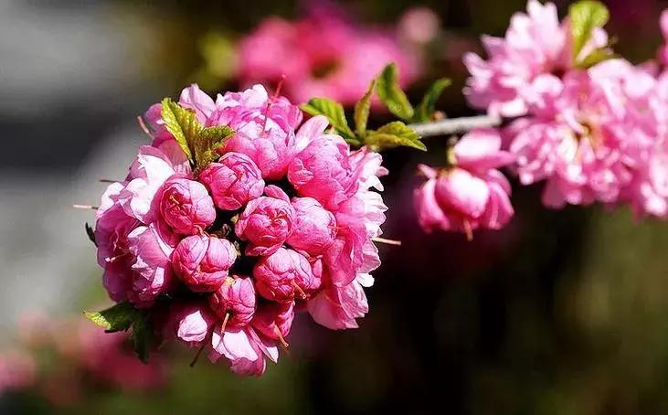 梅花种类大赏析——你不知道的梅花