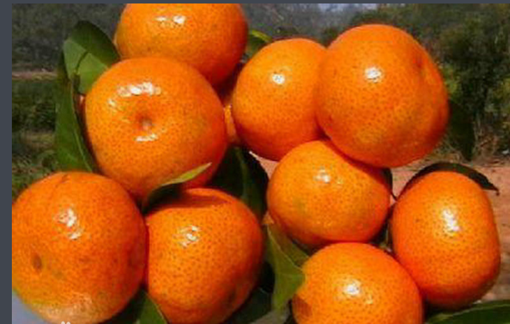 揭秘湖北宜昌著名土特产,秭归脐橙上榜,你们吃