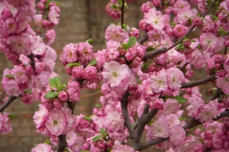 梅花种类大赏析——你不知道的梅花