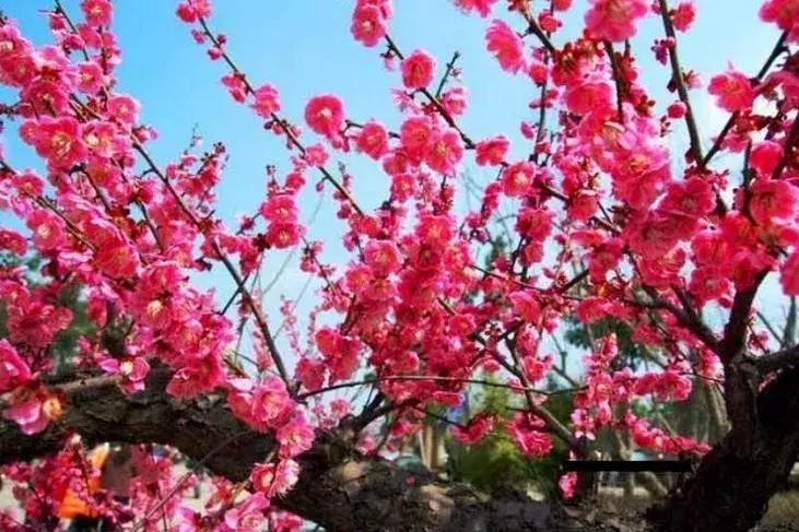 梅花种类大赏析——你不知道的梅花