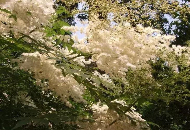 梅花种类大赏析——你不知道的梅花