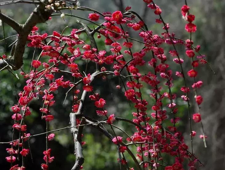 梅花种类大赏析——你不知道的梅花