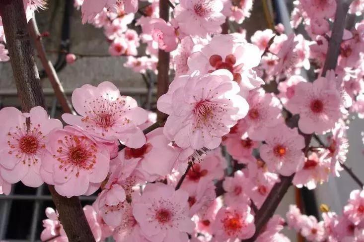 梅花种类大赏析——你不知道的梅花