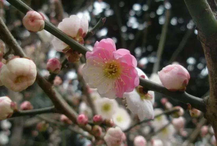 梅花种类大赏析——你不知道的梅花