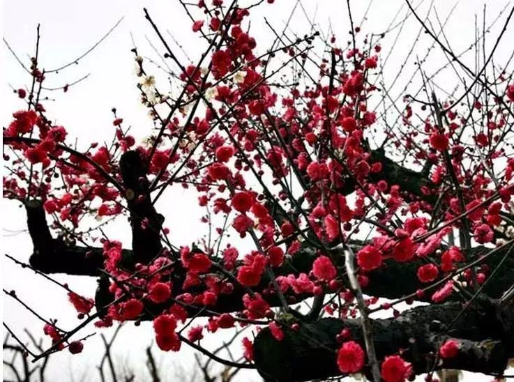 梅花种类大赏析——你不知道的梅花