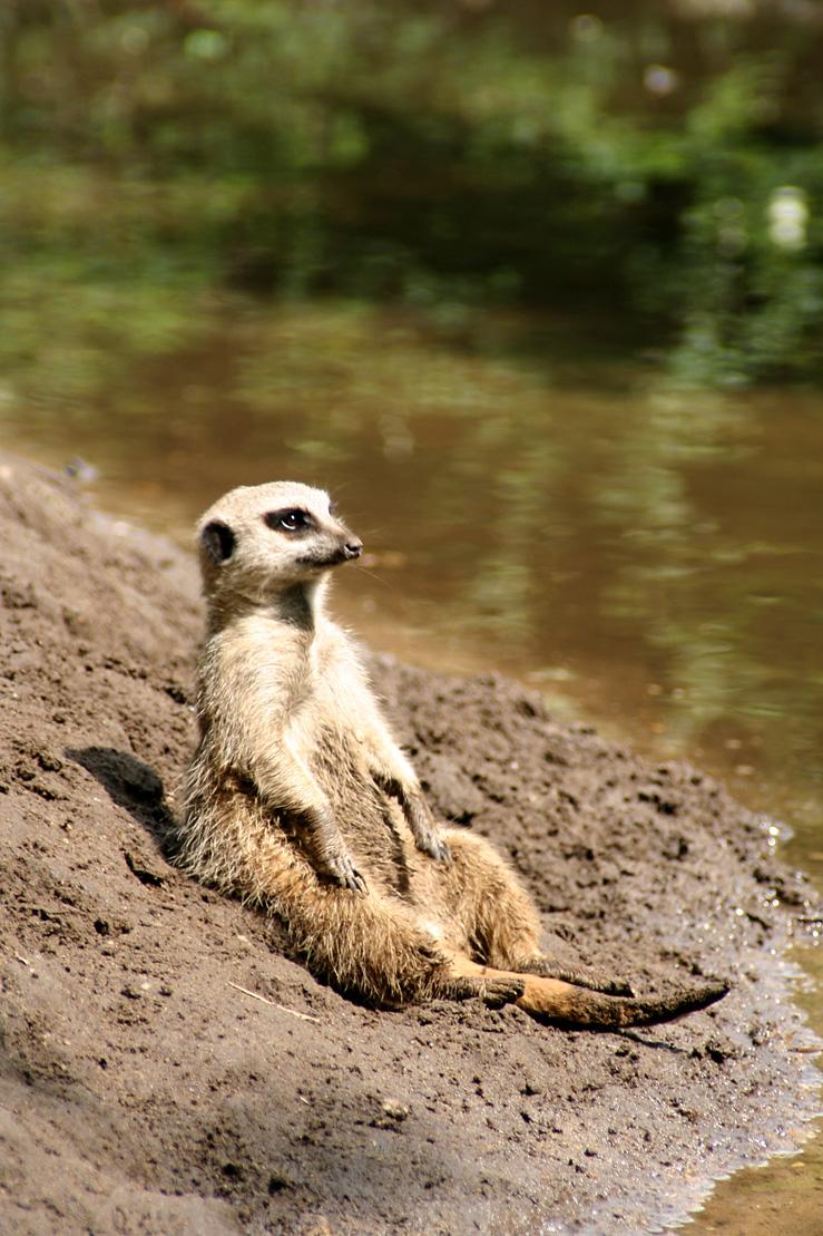 《狮子王》中的丁满是什么动物? 可以当作宠物吗?