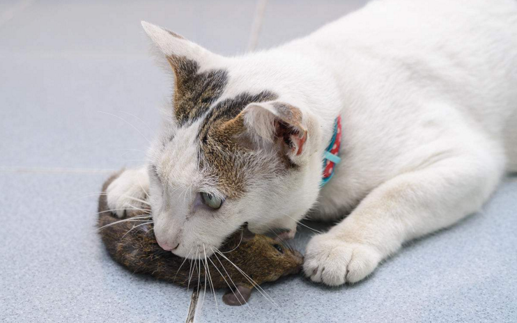 农村老话说猫来穷,狗来富,这句话的来历是什