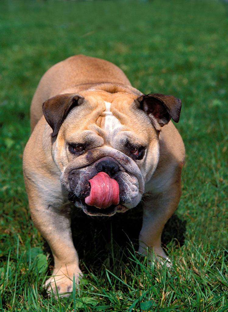 英国斗牛犬,是一只完美的斗牛犬,还是个"热心肠"
