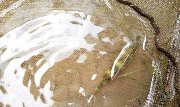 农村集市上卖野生石斑鱼, 200元一斤, 环境污染