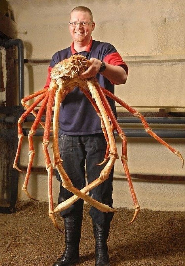 海洋世界中里的10种最大的生物 这只大闸蟹真大