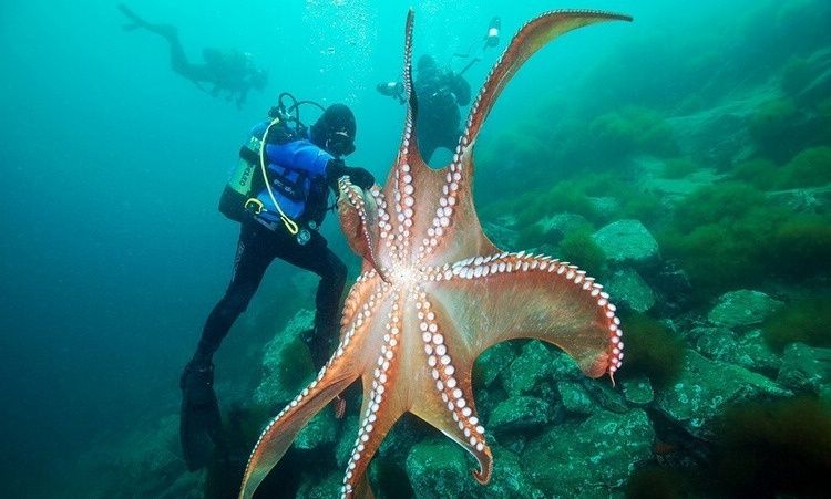 海洋世界中里的10种最大的生物 这只大闸蟹真大