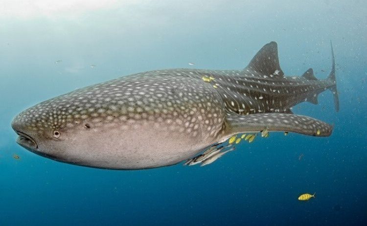 海洋世界中里的10种最大的生物 这只大闸蟹真大