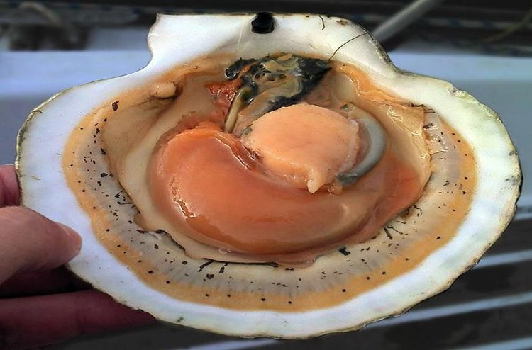 扇贝这个家伙从电影大魔域步入了菜单的海鲜食物区,极其珍贵的食物.