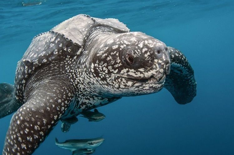 海洋世界中里的10种最大的生物 这只大闸蟹真大