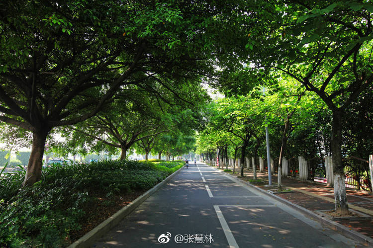 南京美丽梧桐大道