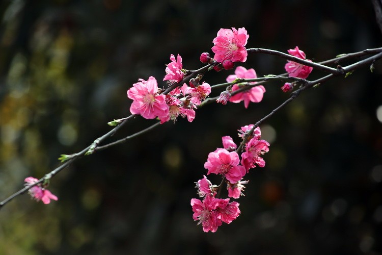 梨花梅花大丽花,海棠碧桃虞美人——山佳花卉摄影