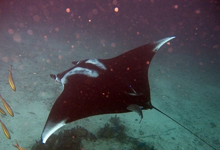 海洋世界中里的10种最大的生物 这只大闸蟹真大