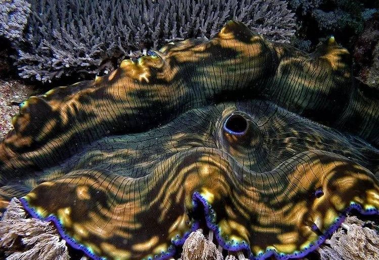 海洋世界中里的10种最大的生物 这只大闸蟹真大