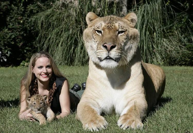 最大的猫科动物狮虎兽