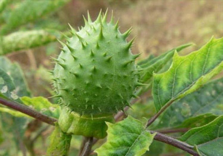 农村5种带刺果子食用效果不错少有人知