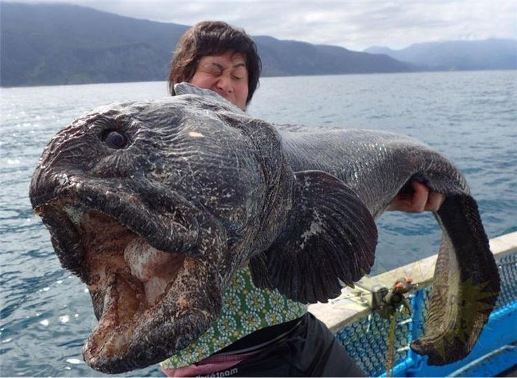 日本海底捕获的恐怖生物, "变异"完整或成"异形", 嘴大如鲨!