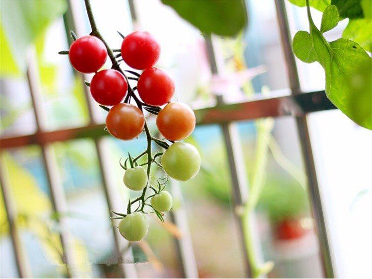 养花不如种水果,这种盆栽果树观赏、食用