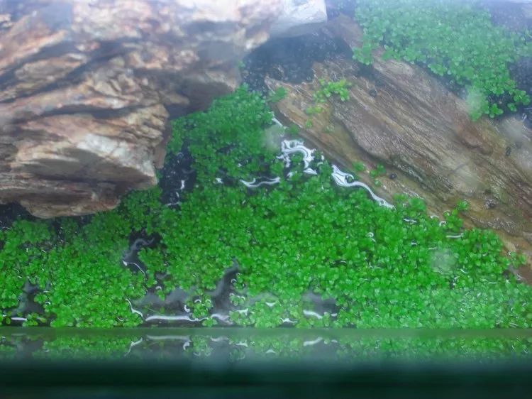 家居水景丨60水草缸简单造景过程图片