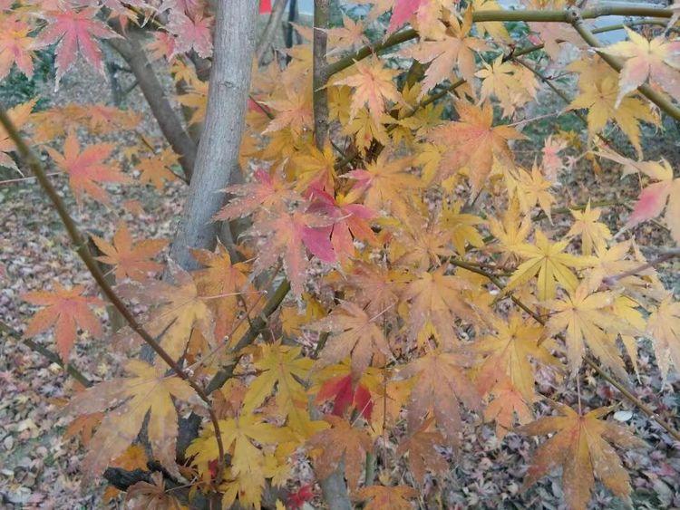 未婚女子做噩梦, 算命先生说必须晚上到庙里过