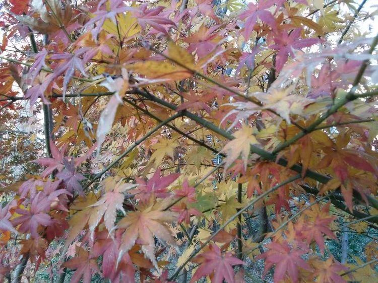 未婚女子做噩梦, 算命先生说必须晚上到庙里过