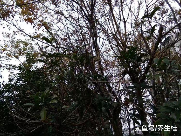 农妇晚上听到猪的惨叫声, 走进猪圈看见一条大