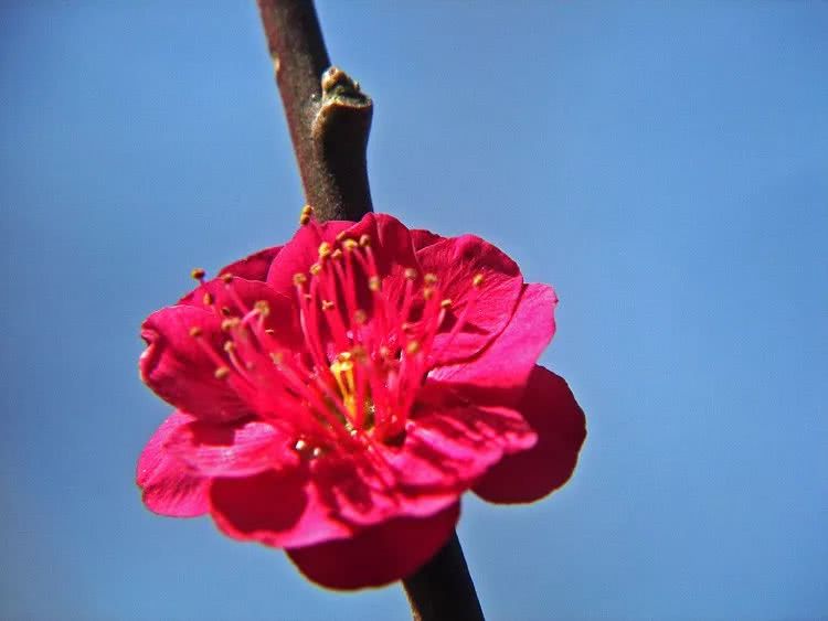 听说花果山梅园里   第一朵梅花开了   有人去看吗?