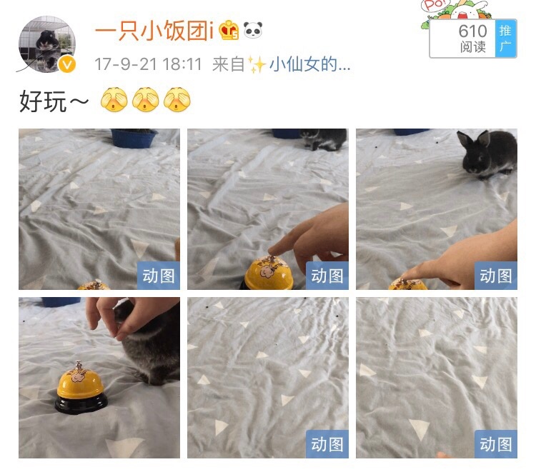 分享训练兔子听名字的小方法