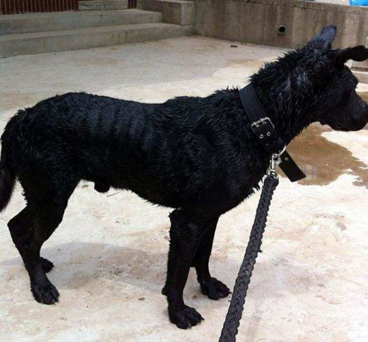 寡妇救了一条黑狗,黑狗却叼起她的儿子就跑,真相惊人